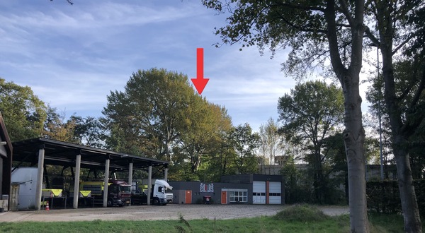 Links de twee grootste bomen. De andere (gedeeltelijk zichtbaar) bevinden zich rechts hiervan.